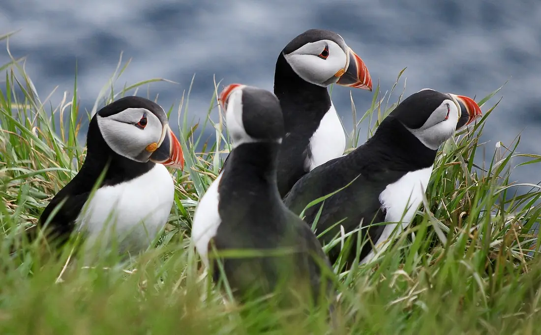 Un gruppo di puffin, pulcinella di mare, fra l'erba di una scogliera